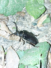 Prionus coriarius
