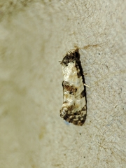 Neocochylis hybridella