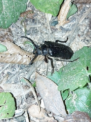Prionus coriarius