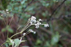 Gypsophila altissima