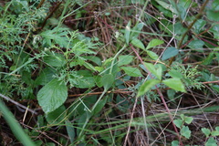 Gypsophila altissima