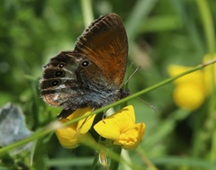 Coenonympha arcania