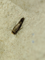 Cephimallota crassiflavella