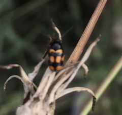 Cryptocephalus anticus