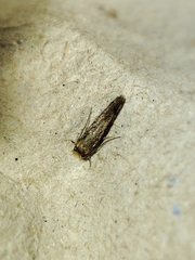 Cephimallota crassiflavella