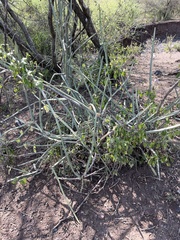 Cissus quadrangularis