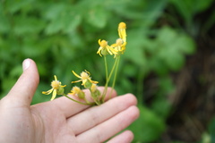Tephroseris integrifolia