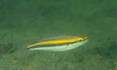 Pentapodus paradiseus