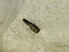 Cephimallota crassiflavella