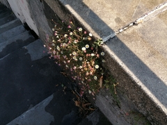 Erigeron karvinskianus