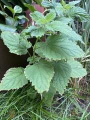 Urtica dioica
