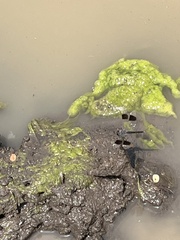 Brachythemis leucosticta