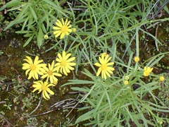Senecio spanomerus