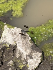 Brachythemis leucosticta