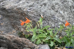 Erythranthe verbenacea