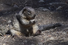 Otospermophilus beecheyi nesioticus