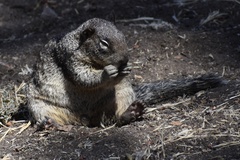 Otospermophilus beecheyi nesioticus