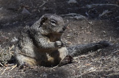 Otospermophilus beecheyi nesioticus