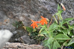 Erythranthe verbenacea