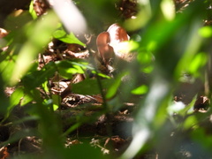 Petrodromus tetradactylus