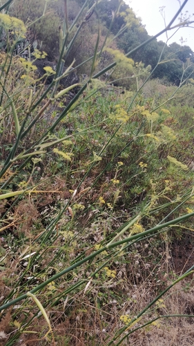 Anethum foeniculum image