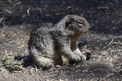 Otospermophilus beecheyi nesioticus