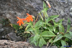 Erythranthe verbenacea