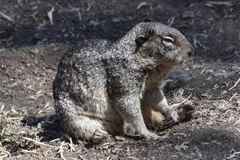 Otospermophilus beecheyi nesioticus