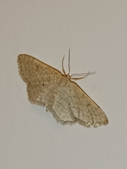 Idaea obsoletaria
