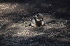 Otospermophilus beecheyi nesioticus