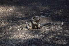 Otospermophilus beecheyi nesioticus