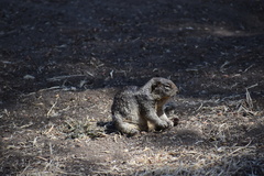 Otospermophilus beecheyi nesioticus