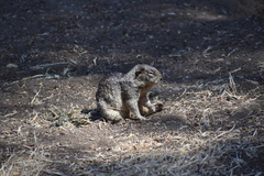 Otospermophilus beecheyi nesioticus
