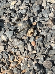 Brachythemis impartita