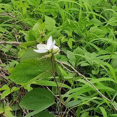 Bauhinia acuminata