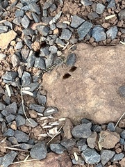 Brachythemis impartita