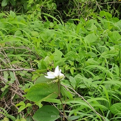 Bauhinia acuminata
