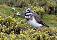 Charadrius bicinctus exilis
