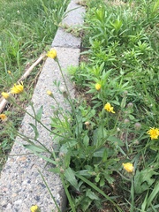 Crepis foetida rhoeadifolia