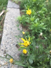 Crepis foetida rhoeadifolia