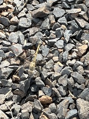 Brachythemis impartita