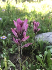 Castilleja rhexiifolia
