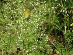 Parthenium hysterophorus image