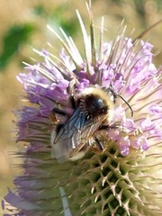 Bombus ruderatus
