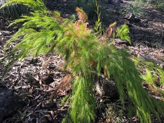 Caustis blakei macrantha