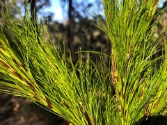 Caustis blakei macrantha