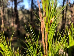 Caustis blakei macrantha