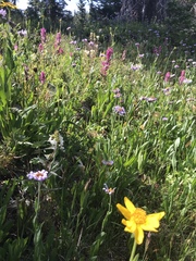 Castilleja rhexiifolia