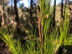 Caustis blakei macrantha