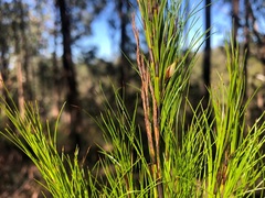 Caustis blakei macrantha